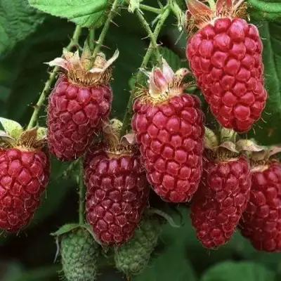 Малина РУБИНОВОЕ ОЖЕРЕЛЬЕ в Лиде