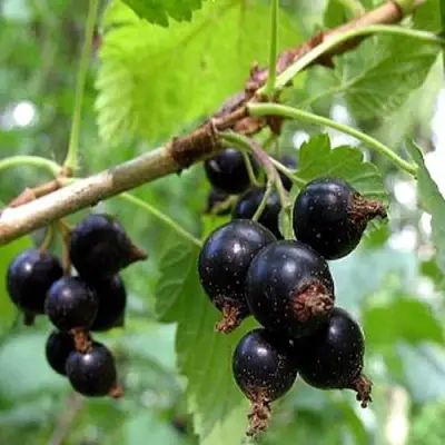 Смородина чёрная БИНАР в Лиде