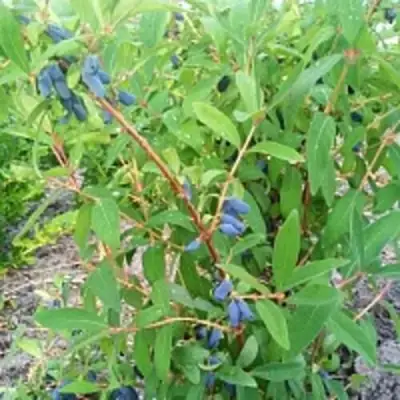 Жимолость съедобная АМФОРА в Лиде