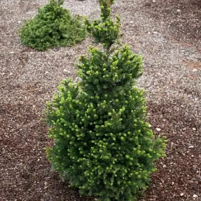 Ель ВИЛС ЦВЕРГ обыкновенная в Лиде