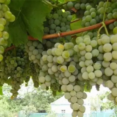 Виноград АНАНАСНЫЙ РАННИЙ в Лиде