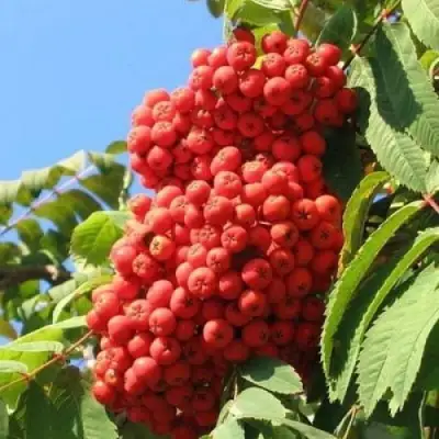 Рябина НЕВЕЖИНСКАЯ сладкоплодная в Лиде