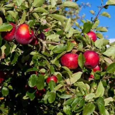 Яблоня СЯБРЫНА в Лиде