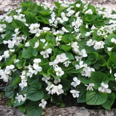 Фиалка АЛЬБИФЛОРА сестринская в Лиде