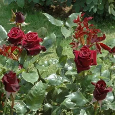 Роза БЛЭК БАККАРА чайно-гибридная в Лиде