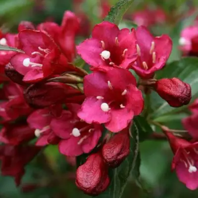 Вейгела ЕВА РАТКЕ в Лиде