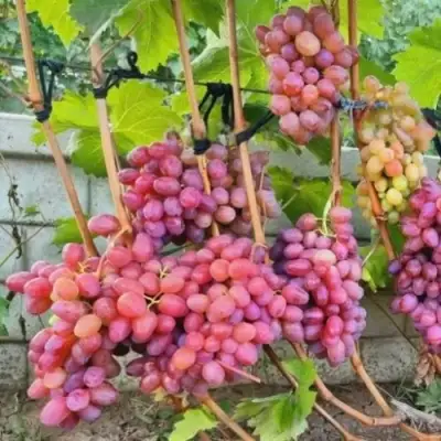 Виноград ДЫНЬКА в Лиде