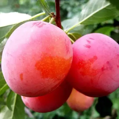 Слива КОМЕТА в Лиде