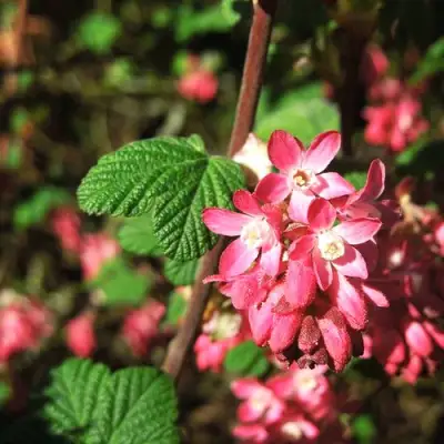 Смородина кроваво-красная ПУЛБОРО СКАРЛЕТ  в Лиде