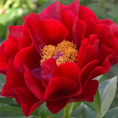 Пион МАКИНАК ГРАНД травянистый в Лиде