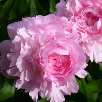 Пион ЛЕТЯЩИЙ ЖУРАВЛЬ травянистый в Лиде