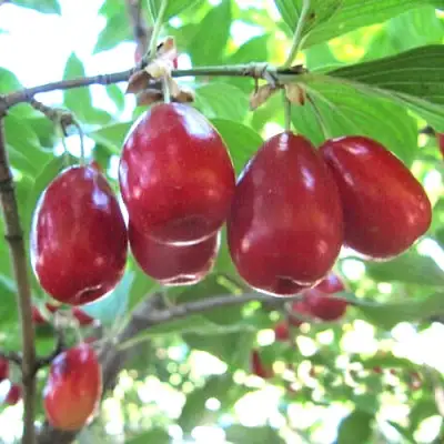 Кизил ЛУКЬЯНОВСКИЙ в Лиде