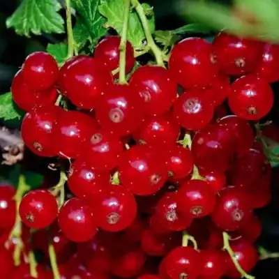 Смородина красная СЕРПАНТИН в Лиде