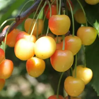 Черешня ЯНТАРНАЯ в Лиде