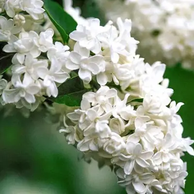 Сирень МАДАМ ЛЕМУАН в Лиде