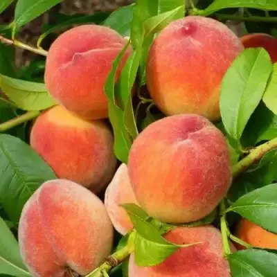 Персик РЕД ХЕВЕН в Лиде