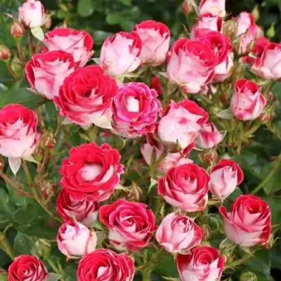 Роза ШОНЕ КОБЛЕНЦЕРИН флорибунда в Лиде