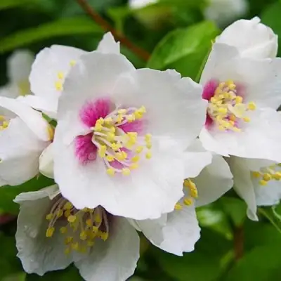 Жасмин БЕЛЬ ЭТУАЛЬ в Лиде