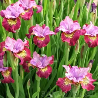 Ирис МИСС ЭППЛ сибирский в Лиде