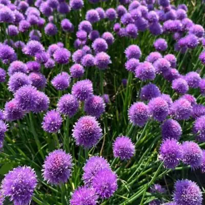 Лук-шнитт в Лиде