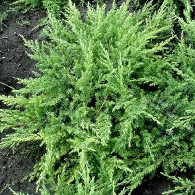 Можжевельник ШЛЯГЕР прибрежный в Лиде