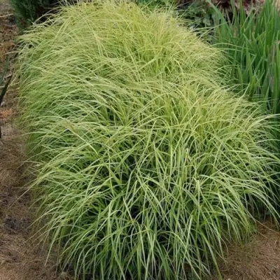 Осока ВАРИЕГАТА пальмолистная в Лиде