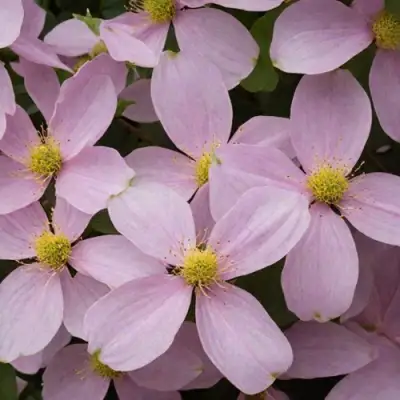 Клематис ГОРНЫЙ в Лиде