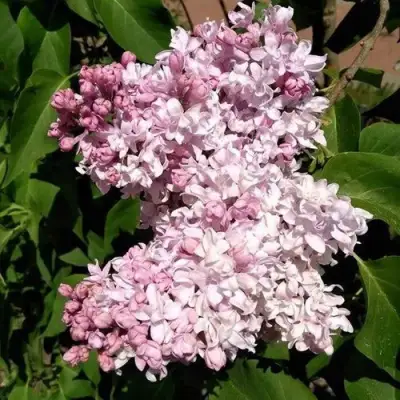 Сирень МИЛОСЕРДИЕ в Лиде