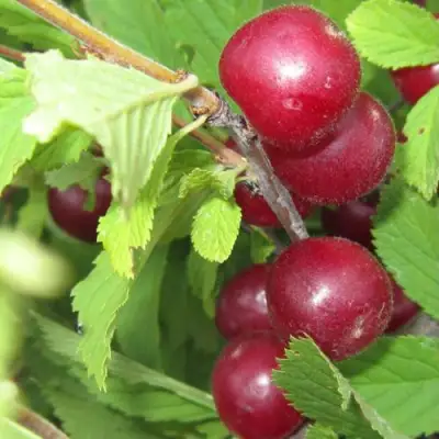 Вишня персиковая АФЛОЦЕРАЗУС в Лиде