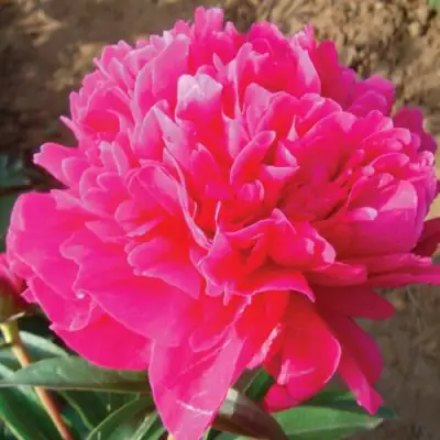 Пион РУБИНОВЫЙ СВЕТ травянистый в Лиде