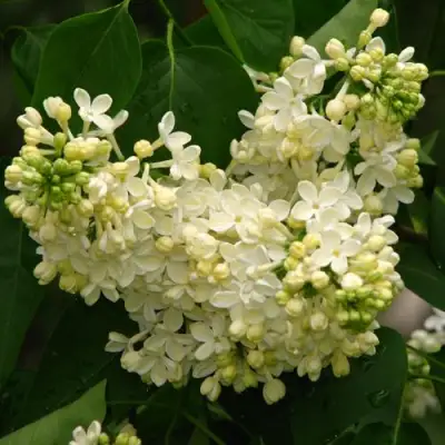 Сирень ПРИМРОУЗ в Лиде