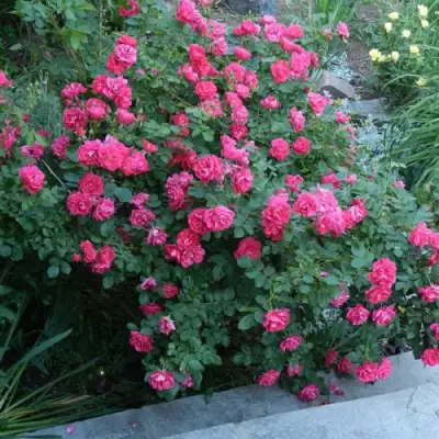 Роза ДЖОРДЖ ВАНКУВЕР флорибунда в Лиде