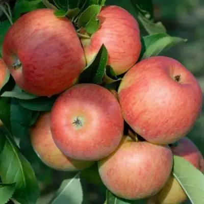 Яблоня ТОПАЗ в Лиде