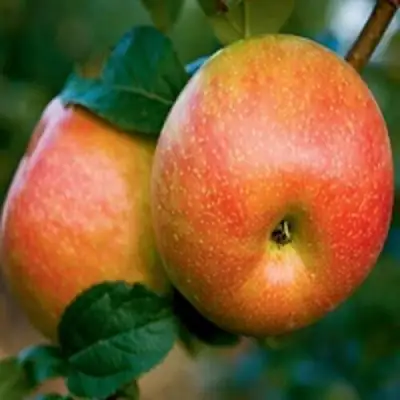 Яблоня ПЕРСИКОВАЯ в Лиде