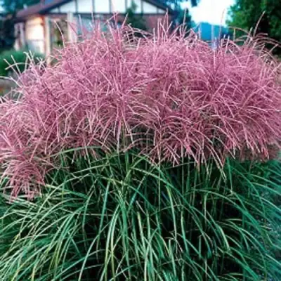 Мискантус МАЛЕПАРТУС китайский  в Лиде