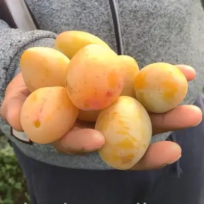 Слива ЯХОНТОВАЯ в Лиде