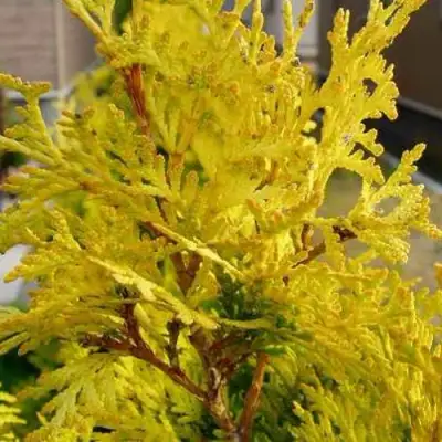 Туя ЕВРОПА ГОЛД западная в Лиде