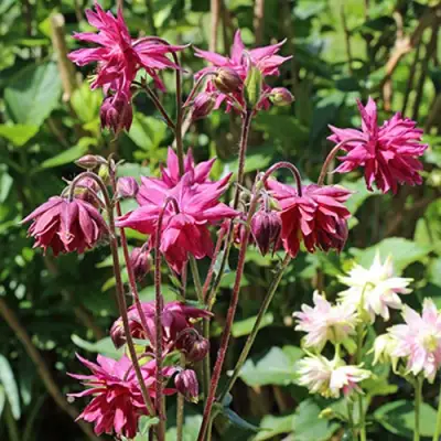 Аквилегия БАРЛОУ БОРДО обыкновенная в Лиде