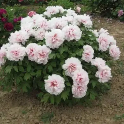 Пион ПЕРСИК ПОД СНЕГОМ древовидный в Лиде