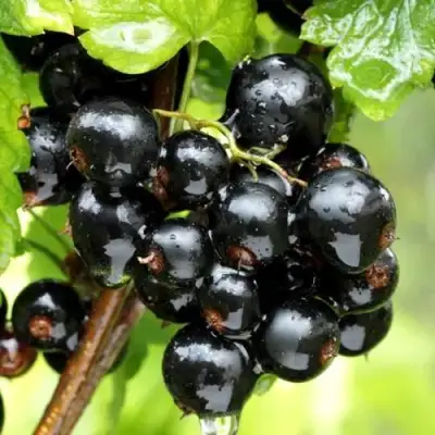 Смородина чёрная БЕЛОРУССКАЯ СЛАДКАЯ в Лиде