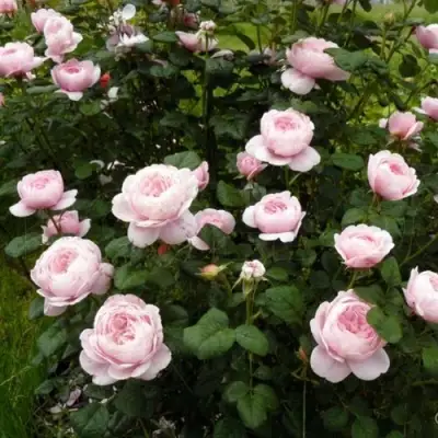 Роза КУИН ОФ СУИДЕН (КОРОЛЕВА ШВЕЦИИ) английская в Лиде