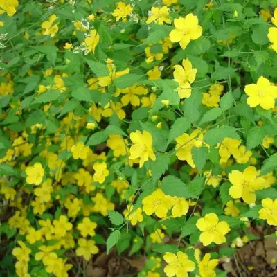 Керрия японская ГОЛДЕН ГИНЕЯ в Лиде