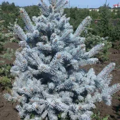 Ель МИСТИ БЛЮ голубая в Лиде