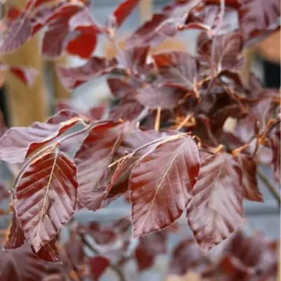 Бук лесной АТРОПУНИЦЕА в Лиде