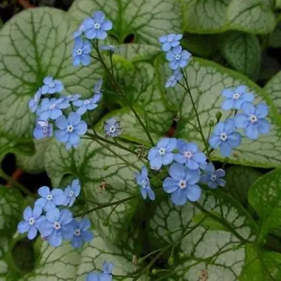 Бруннера ДЖЭК ФРОСТ в Лиде