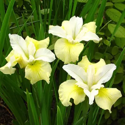 Ирис ЙЕЛЛОУ ТЕЙЛ сибирский в Лиде