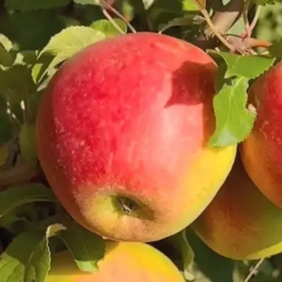 Яблоня САКАВИТА в Лиде