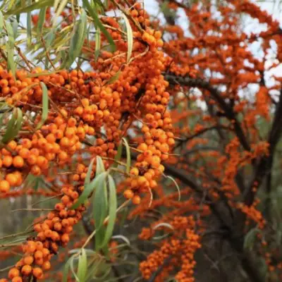 Облепиха СЕРАФИМА в Лиде