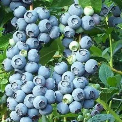 Голубика НОРТЛАНД в Лиде