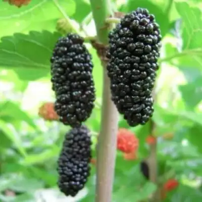 Шелковица ГАЛИЦИЯ в Лиде